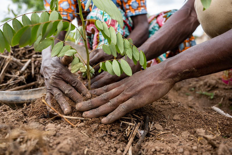 Great Green Wall: Five lessons on restoring land and peace