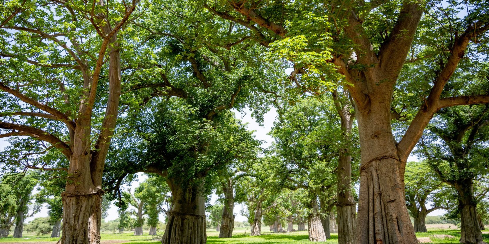 Hope takes root in Africa: How community-led restoration is driving change